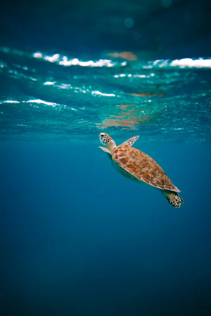 Green sea turtle swimming in clear ocean water at Turtle Island Bali conservation center