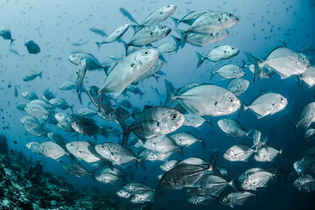 Snorkeling with tropical fish and coral reef near Turtle Island Bali