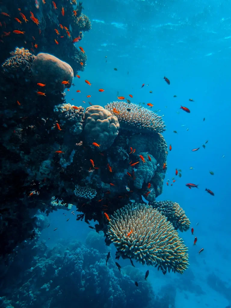 Colorful underwater marine life and coral reef ecosystem near Turtle Island Bali