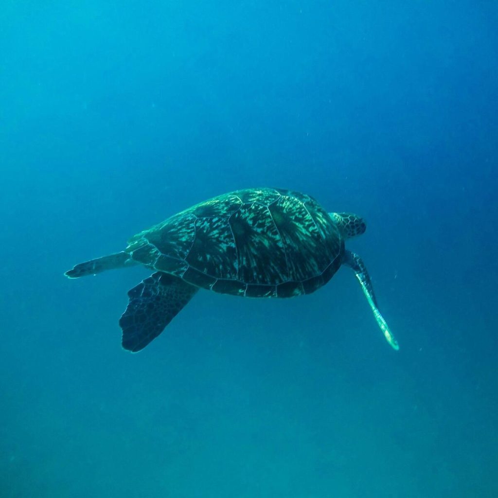 Best Turtle Island Bali Discounts for Early Booking 2027